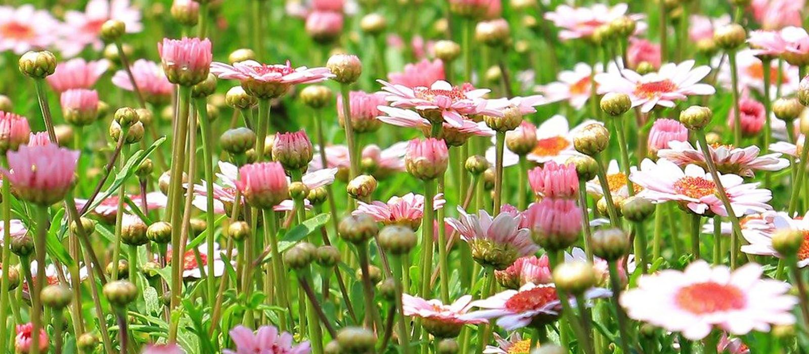 Foto einer Blumenwiese